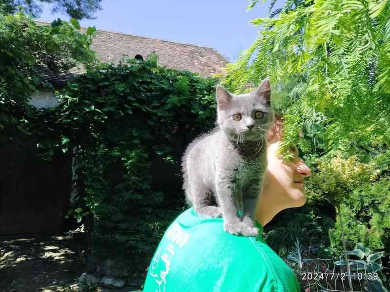 Britská modrá kočka - koťátko kočička - foto 13