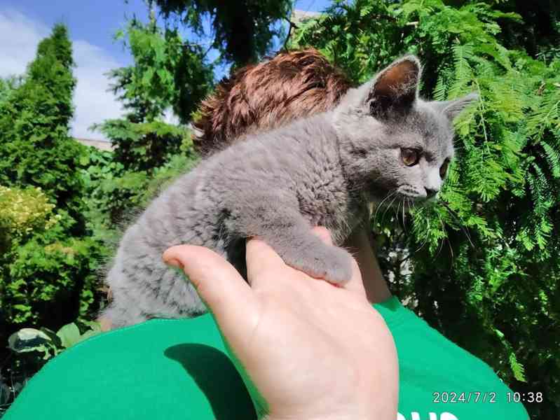 Britská modrá kočka - koťátko kočička - foto 12