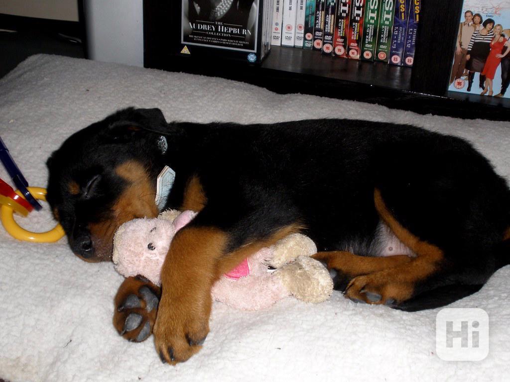 Štěňata rotvajlera (samci a samice) Štěňata rotvajlera (samc - foto 1