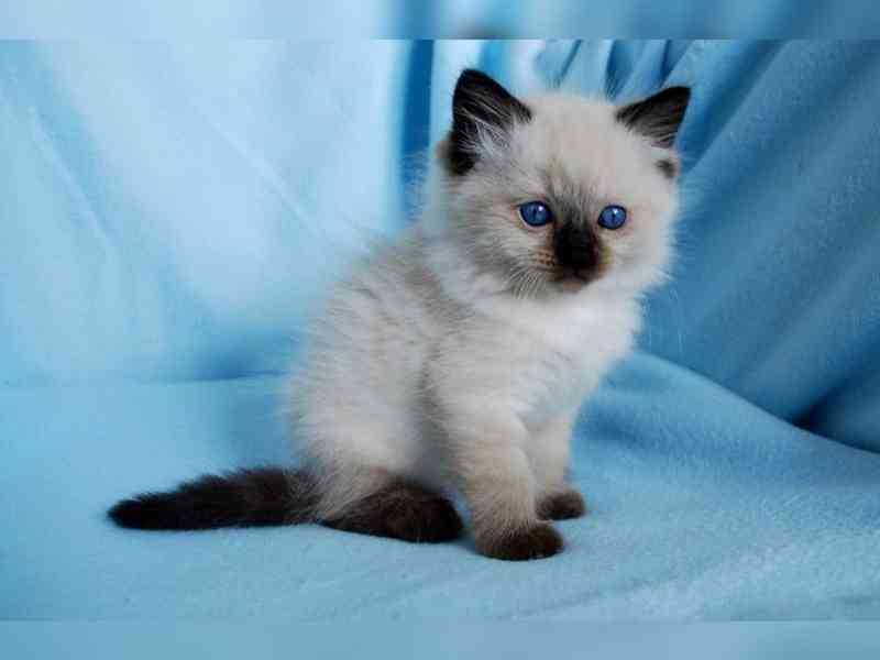 Ragdoll koťata pro adopci - foto 1