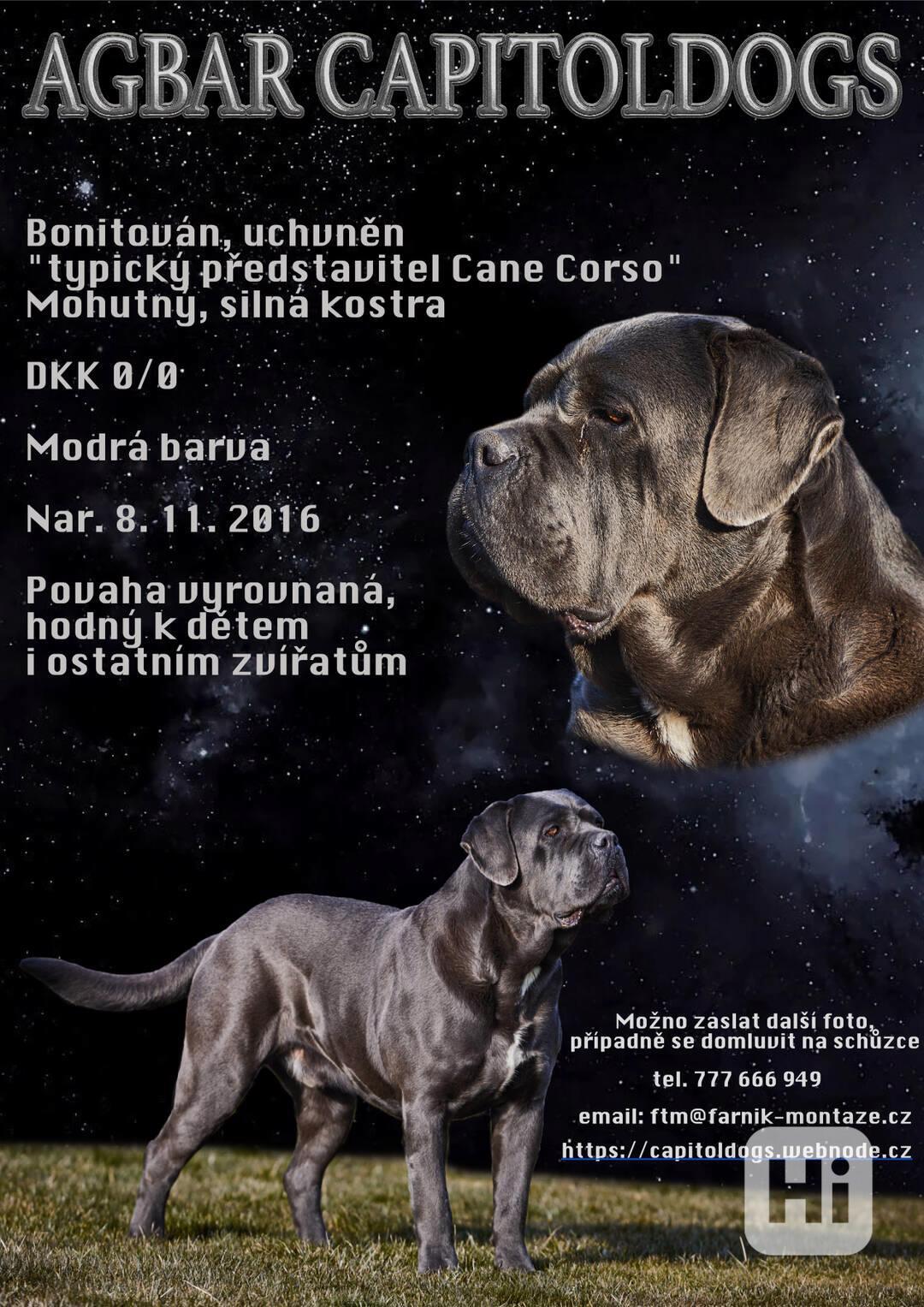 CANE CORSO s PP na krytí - foto 1