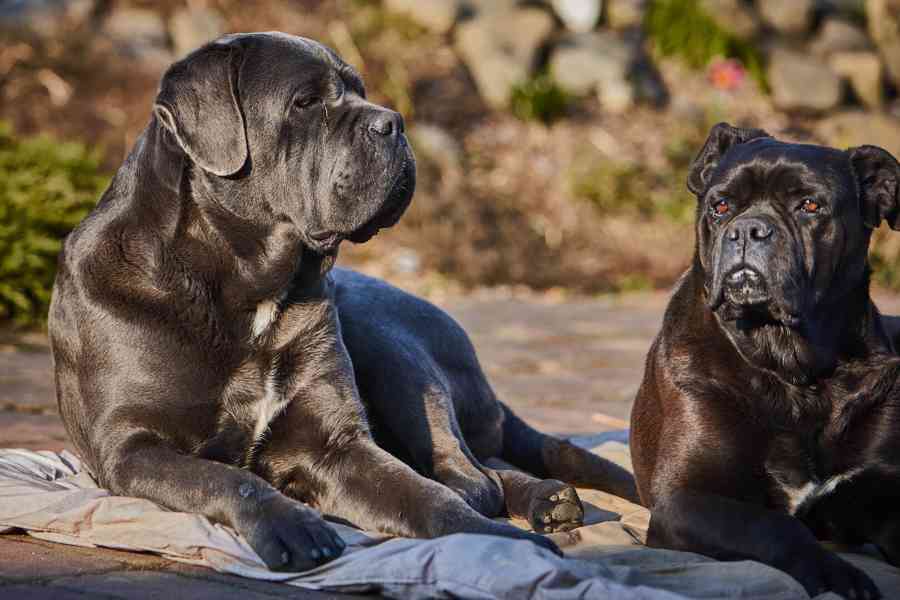CANE CORSO s PP na krytí - foto 3