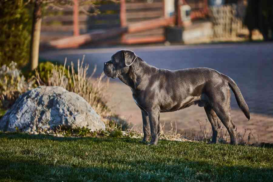 CANE CORSO s PP na krytí - foto 4