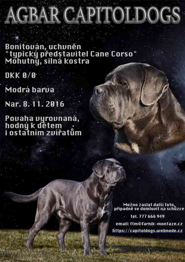 CANE CORSO s PP na krytí - foto 1