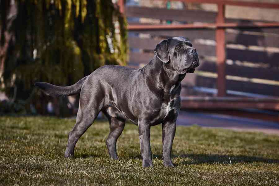 CANE CORSO s PP na krytí - foto 2