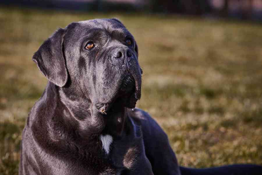 CANE CORSO s PP na krytí - foto 5
