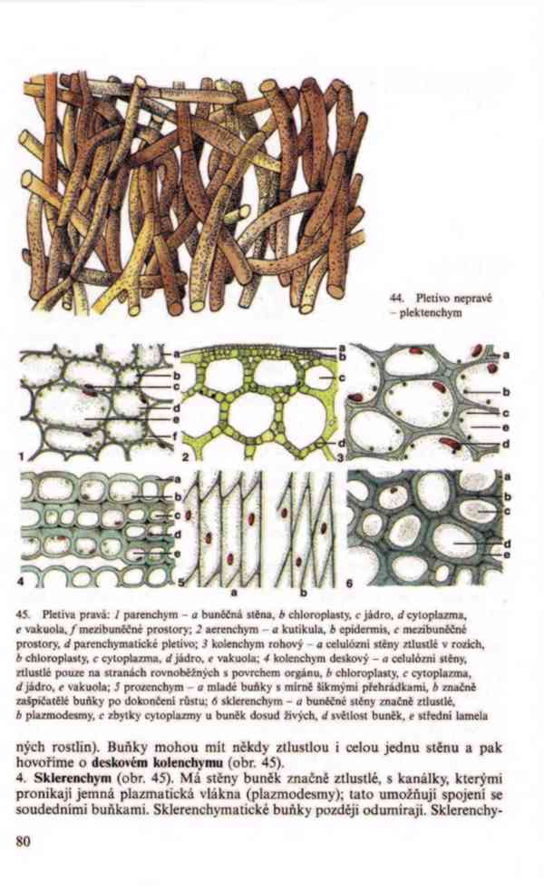 Přehled biologie v PDF, e-kniha - foto 11