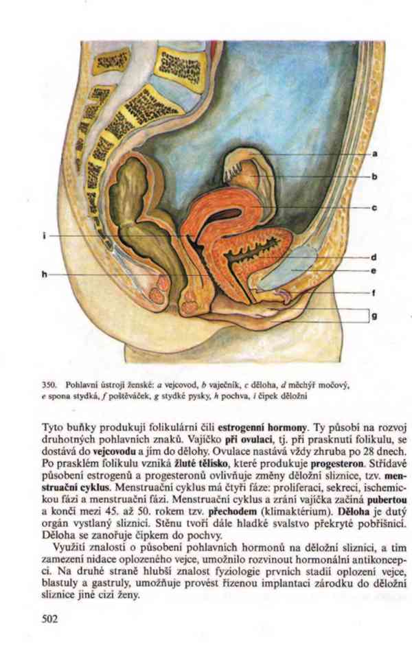 Přehled biologie v PDF, e-kniha - foto 18