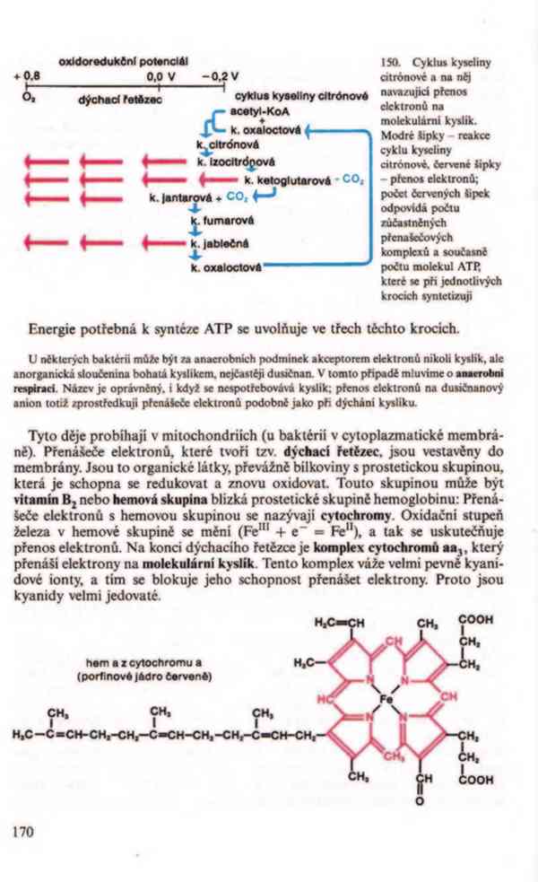 Přehled biologie v PDF, e-kniha - foto 13