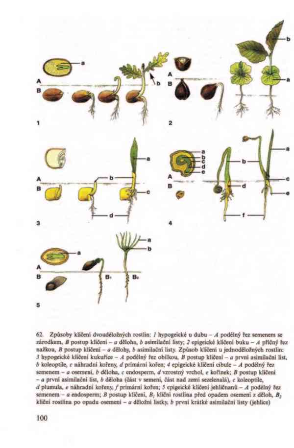 Přehled biologie v PDF, e-kniha - foto 12