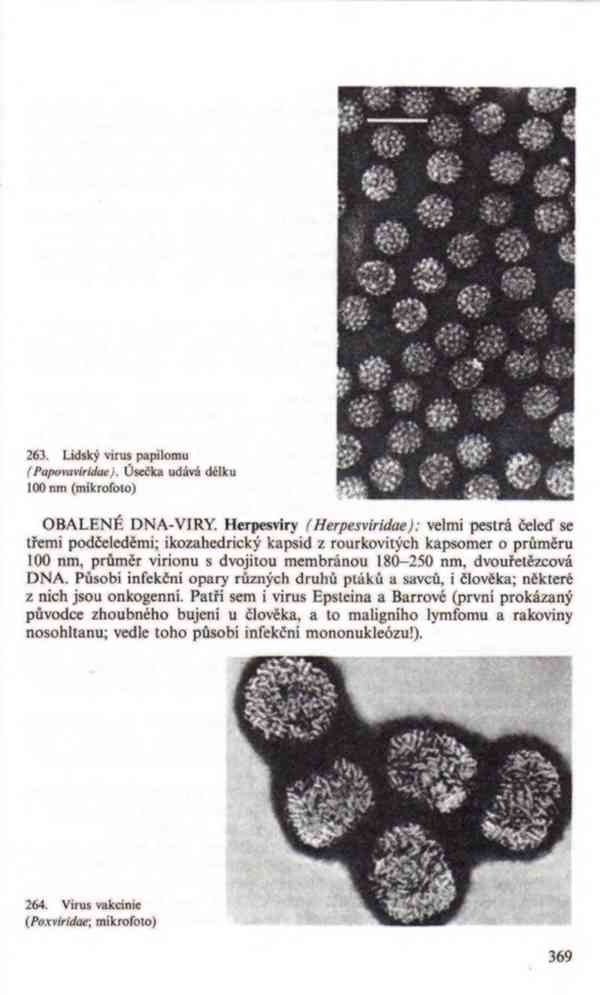 Přehled biologie v PDF, e-kniha - foto 15