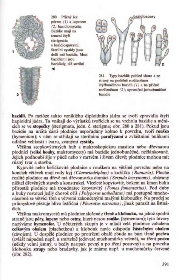 Přehled biologie v PDF, e-kniha - foto 16