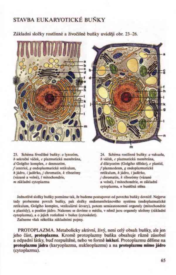 Přehled biologie v PDF, e-kniha - foto 10