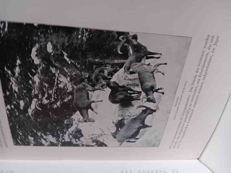 Die Jagd aller Völkers 1928 - foto 3