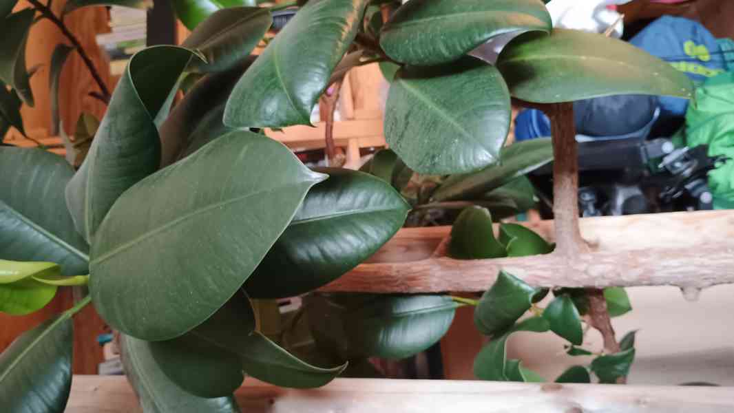 Fikus - foto 2
