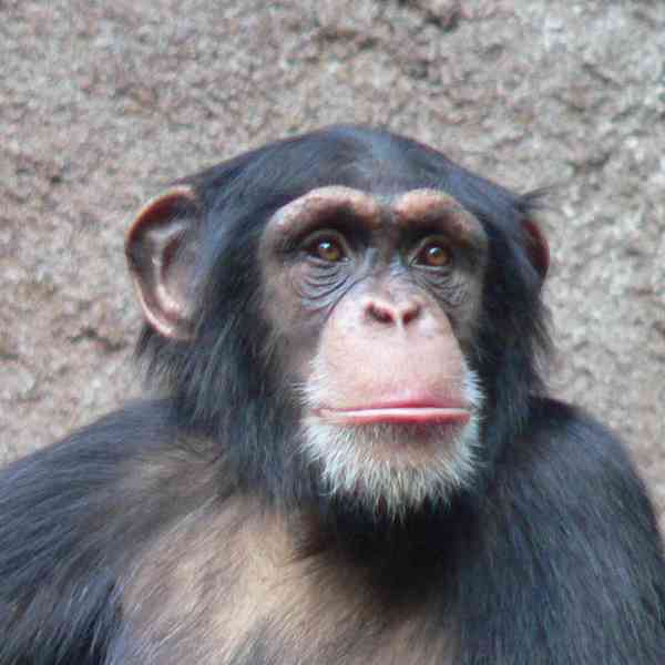 Šimpanz obecný 