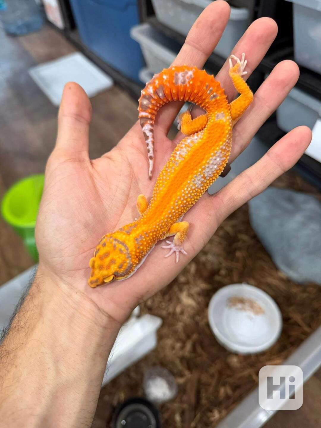 gekon leopardí (Eublepharis macularius)  - foto 1