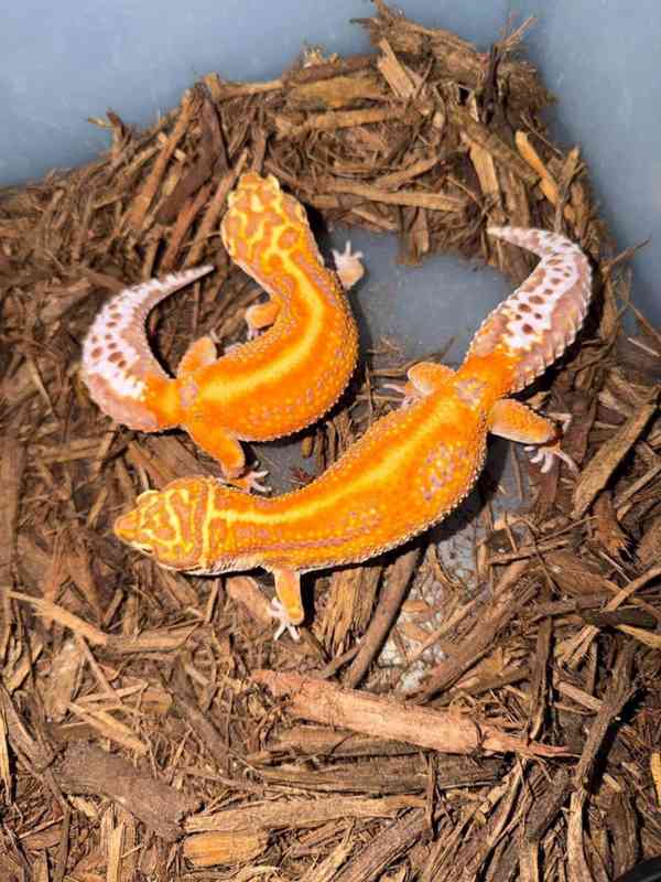 gekon leopardí (Eublepharis macularius)  - foto 2