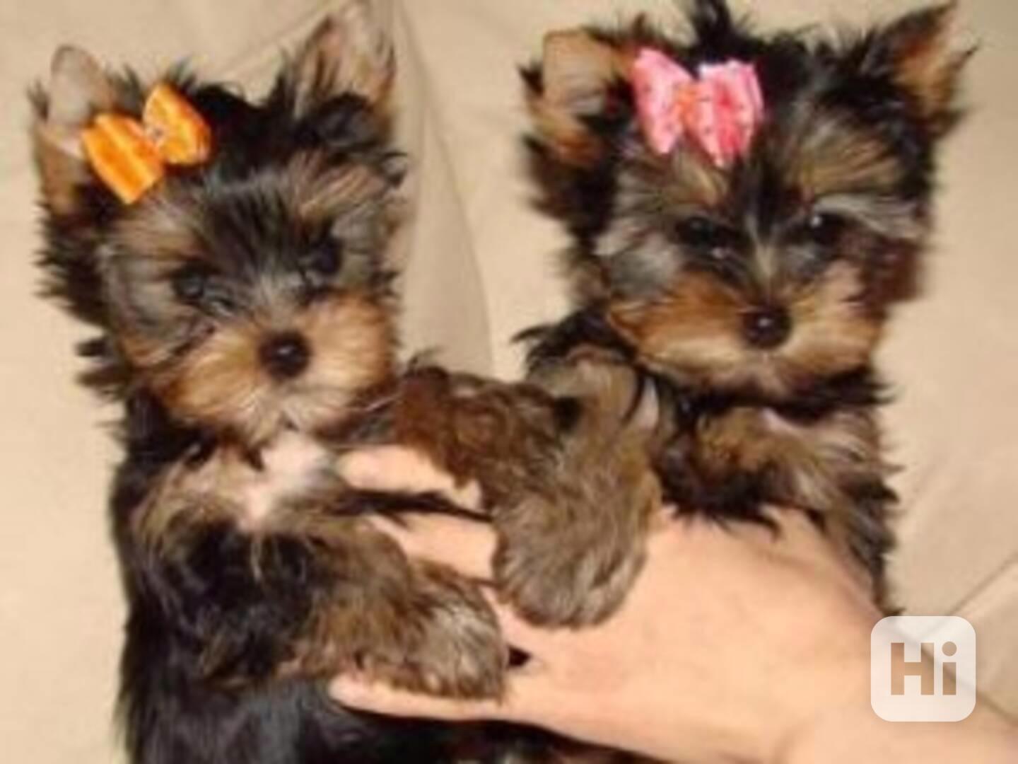 Krásná čistokrevná štěňata jorkšírského teriéra - foto 1