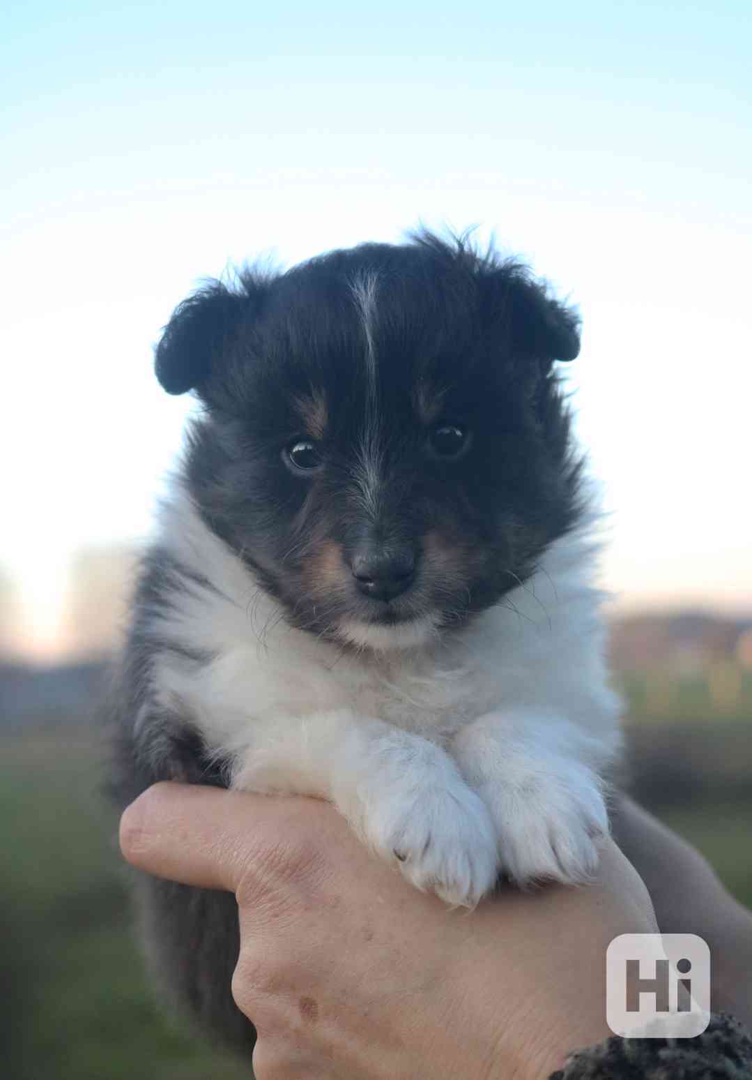 Shetlandský ovčák sheltie FCI fenka tri color - foto 1