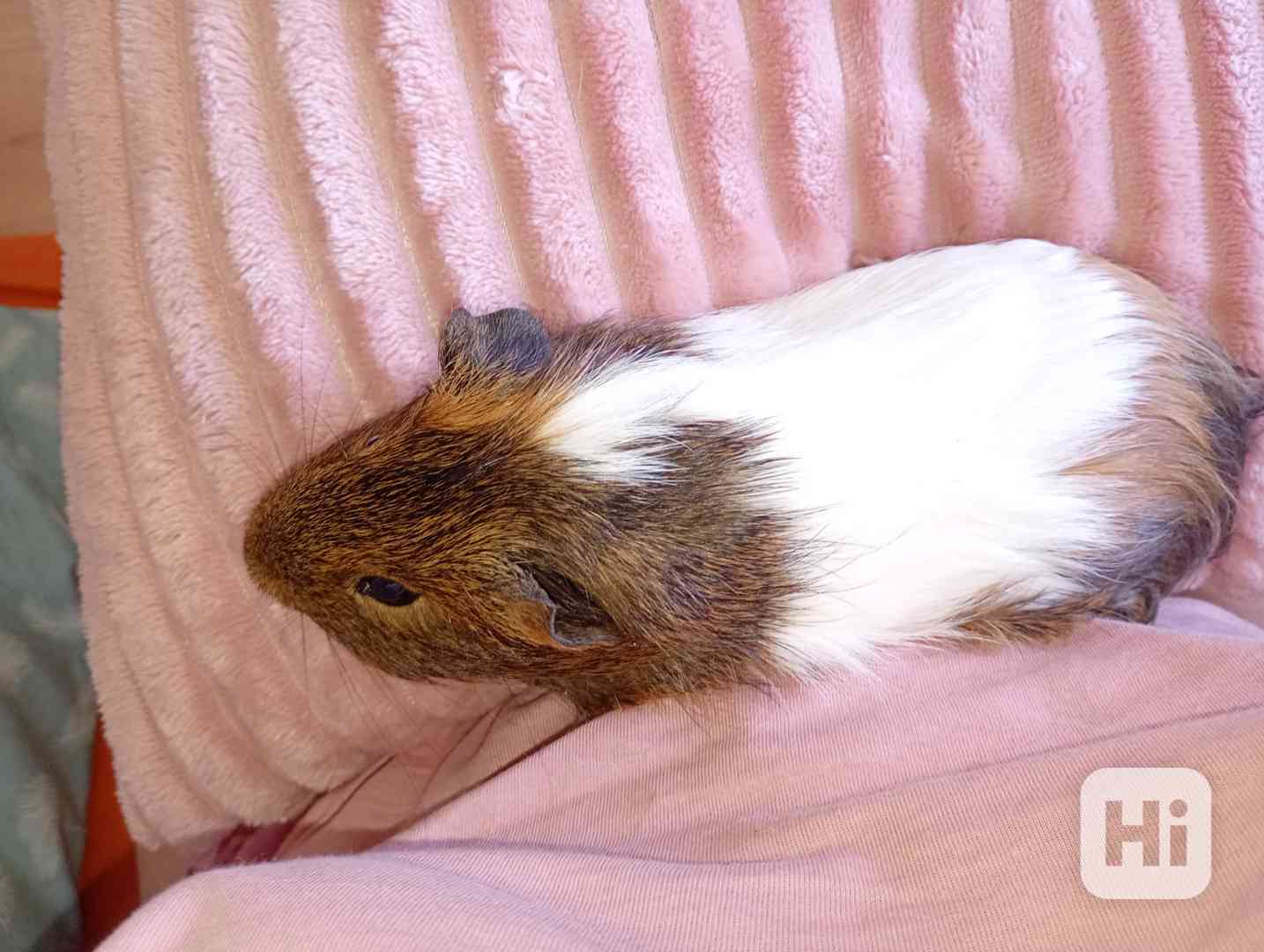 Nabízím morčátko spěchá  - foto 1