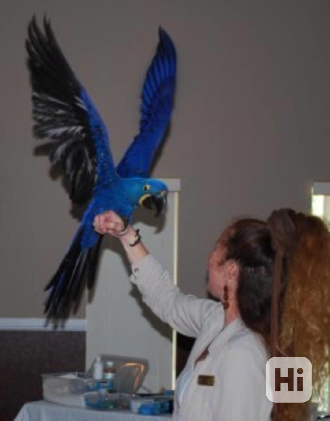 Mluvící hyacintové papoušky. Jsou sladké, chytré, vtipné a z - foto 1