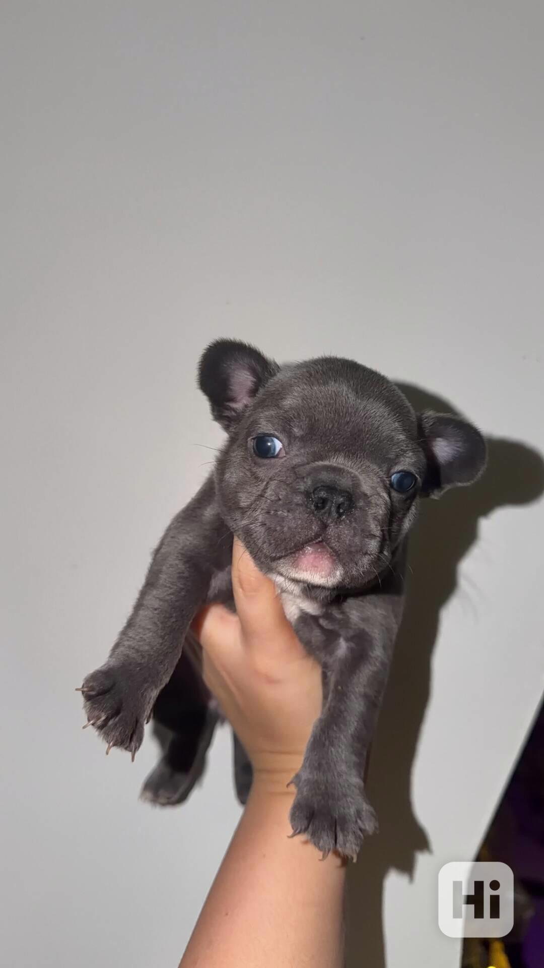 french bulldog puppies read now, - foto 1