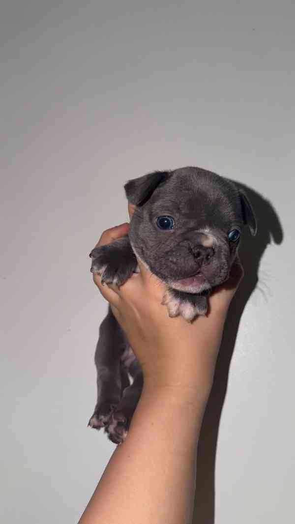 french bulldog puppies read now, - foto 3