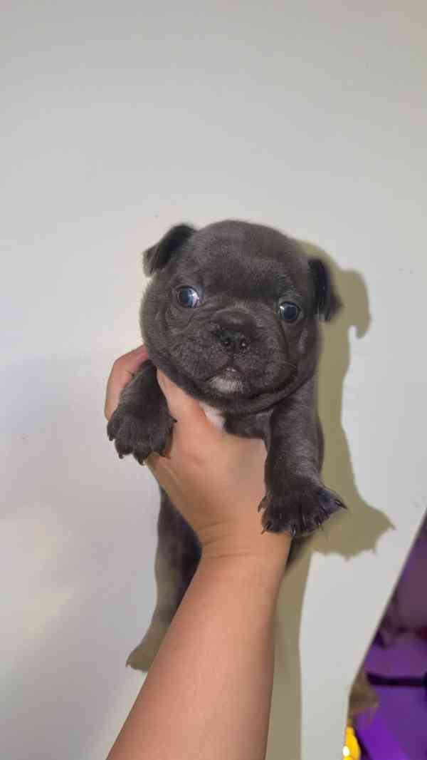 french bulldog puppies read now, - foto 2