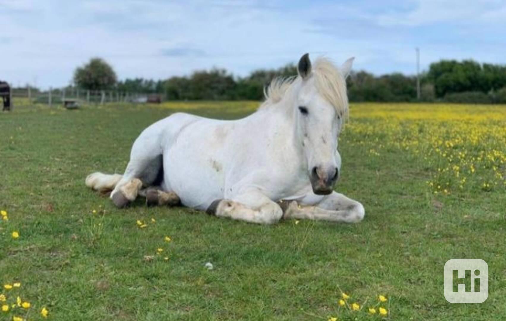 Andaluský kůň - foto 1