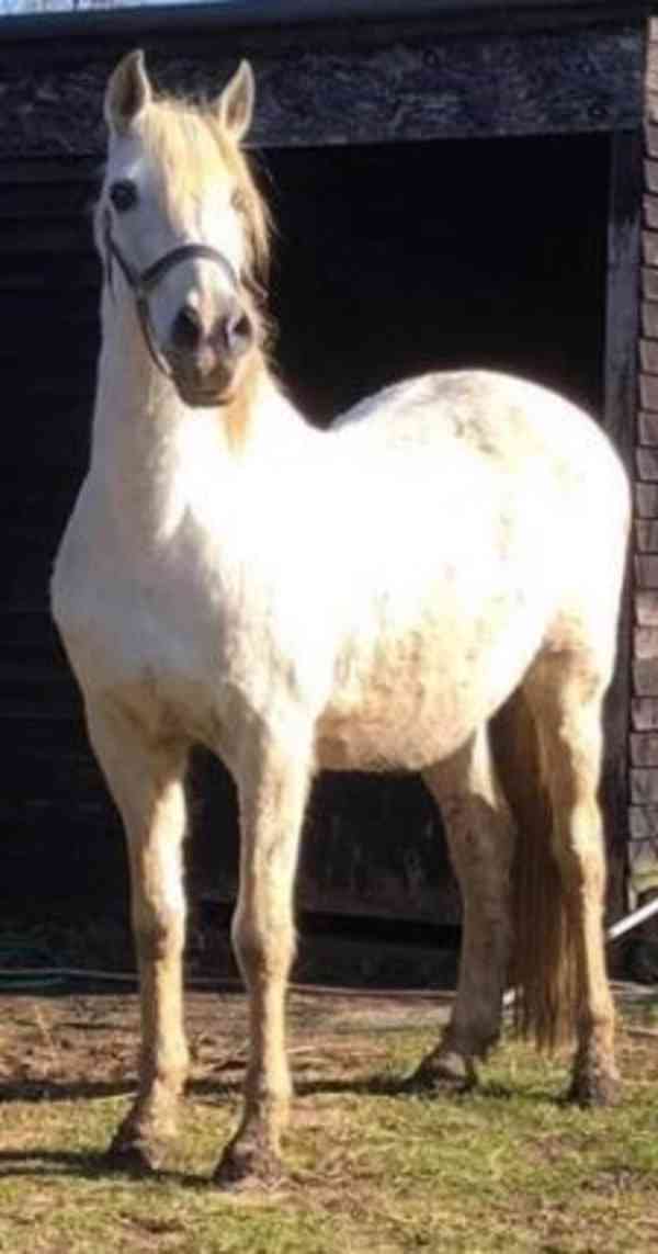 Andaluský kůň - foto 2