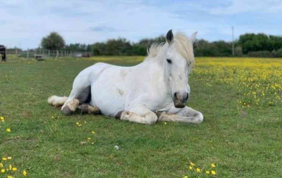 Andaluský kůň - foto 1