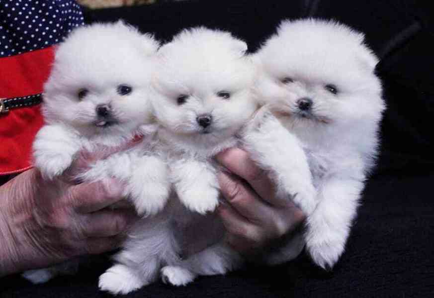 pomeranian štěňata k adopci,, - foto 1