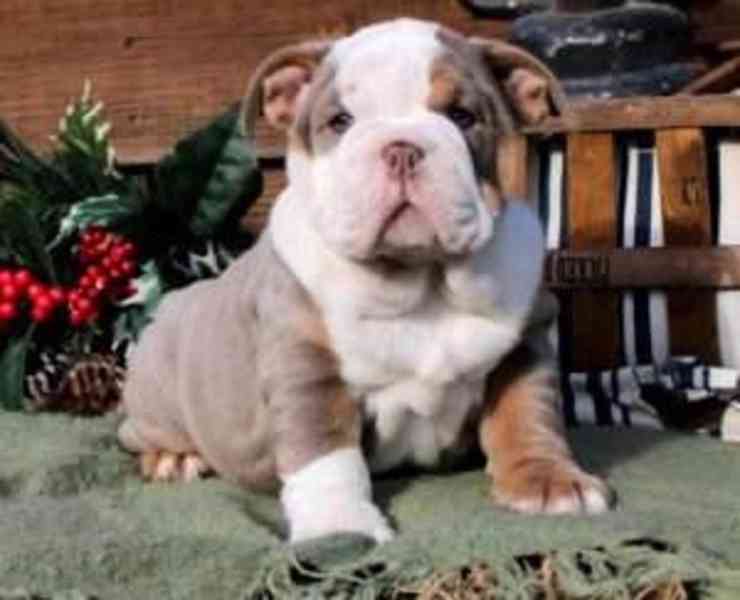 English Bulldog puppies  - foto 2
