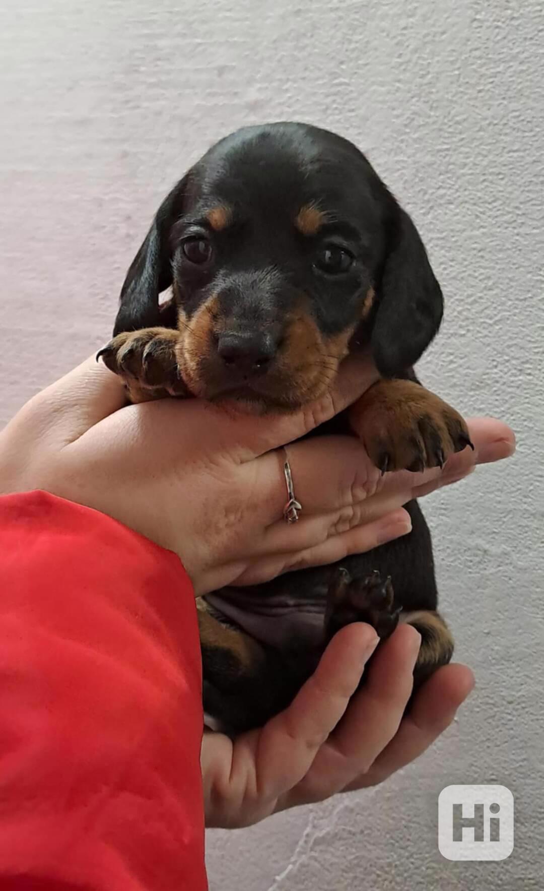 Štěňátka jezevčíka standart - foto 1