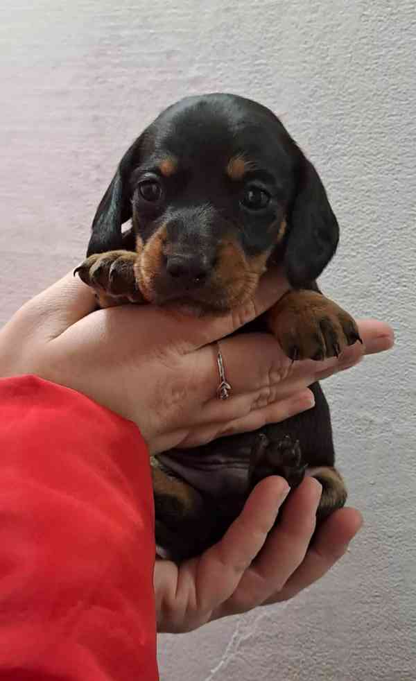 Štěňátka jezevčíka standart - foto 1