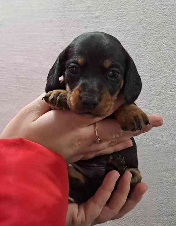 Štěňátka jezevčíka standart - foto 2