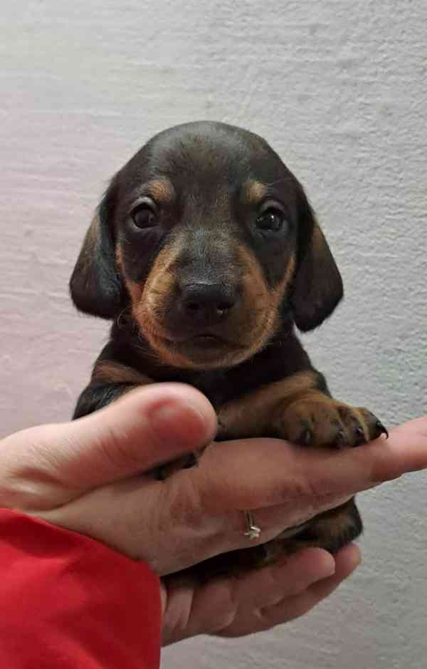 Štěňátka jezevčíka standart - foto 3