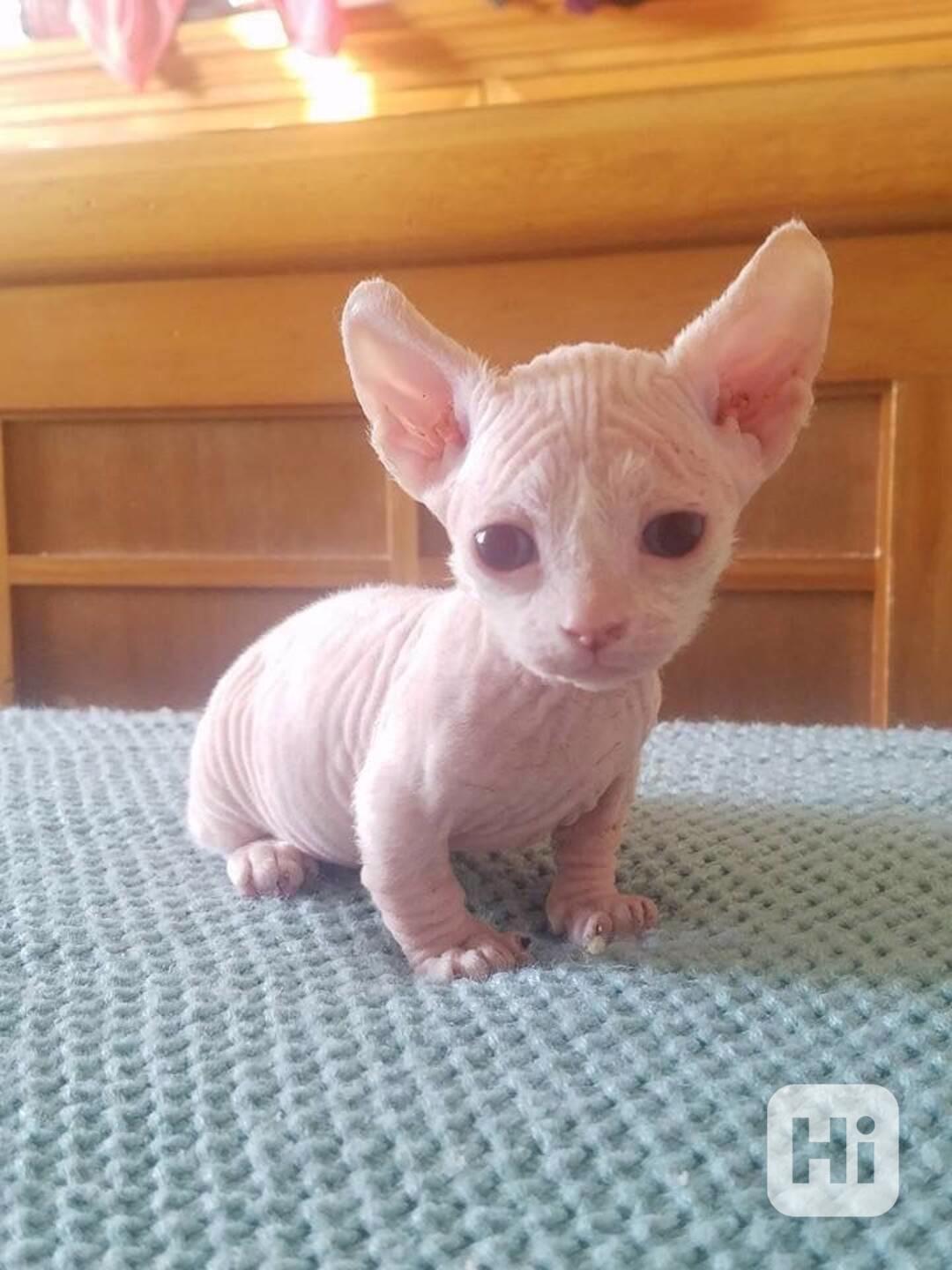 munchkin sphynx koťata k bezplatné adopci   - foto 1