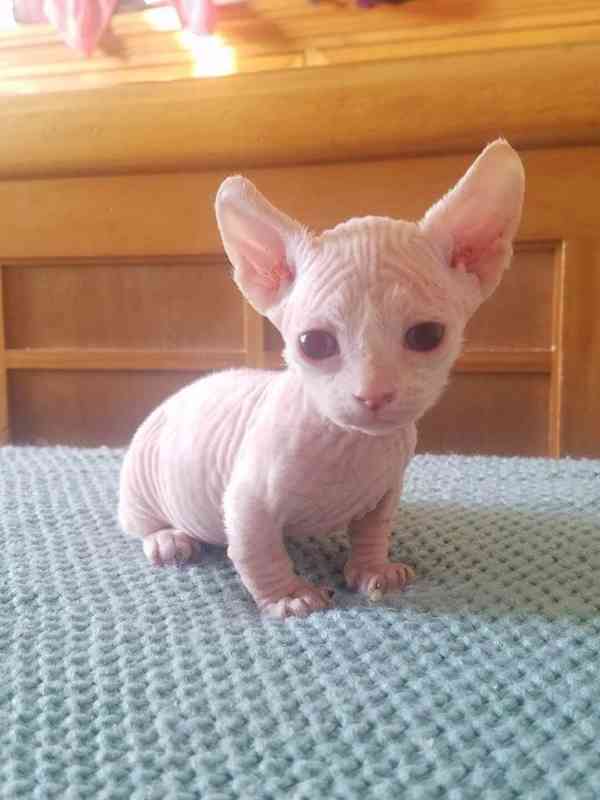 munchkin sphynx koťata k bezplatné adopci   - foto 1