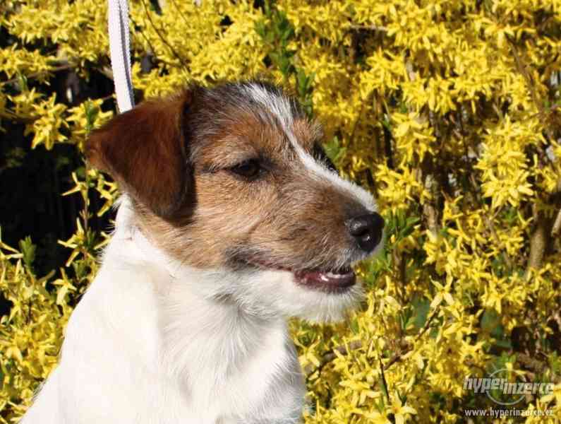 Jack Russell terrier s PP - foto 2