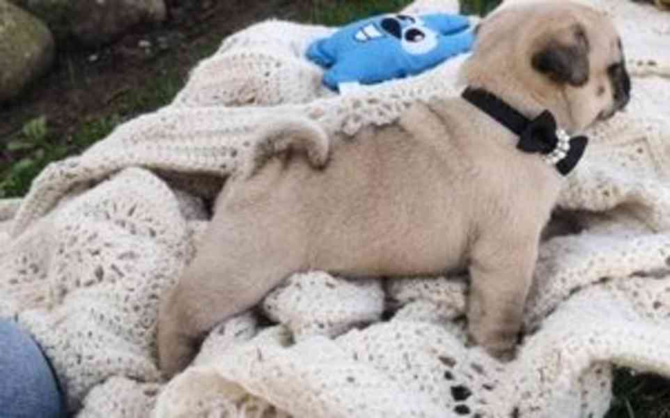 Štěňata mopse krásně vypadající - foto 2