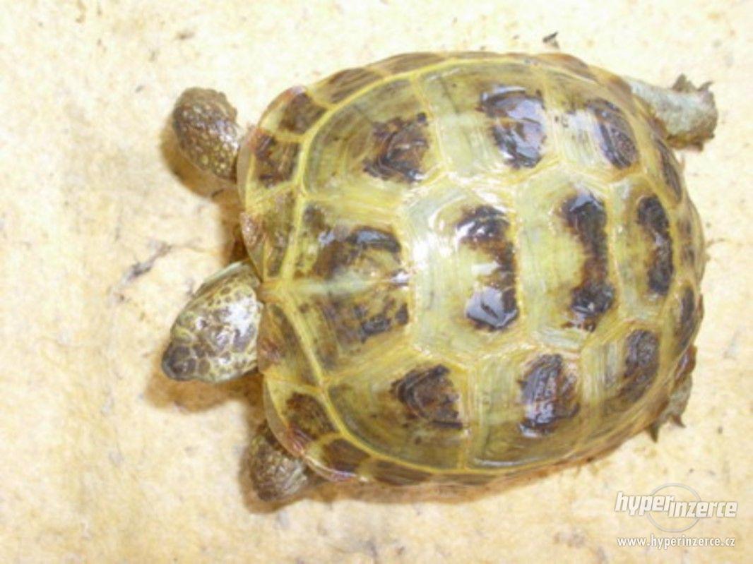 želva čtyřpratá- stepní - foto 1
