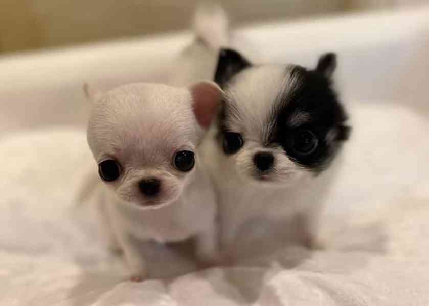   Dárek zdarma Štěňata čivavy k adopci zdarma 