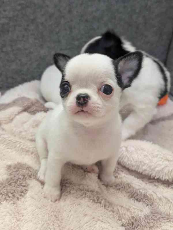   Dárek zdarma Štěňata čivavy k adopci zdarma  - foto 2