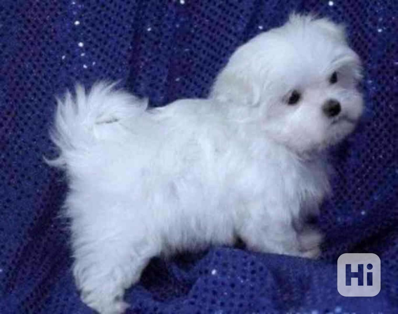 Roztomilá štěňata maltézského ovčáka k adopci - foto 1