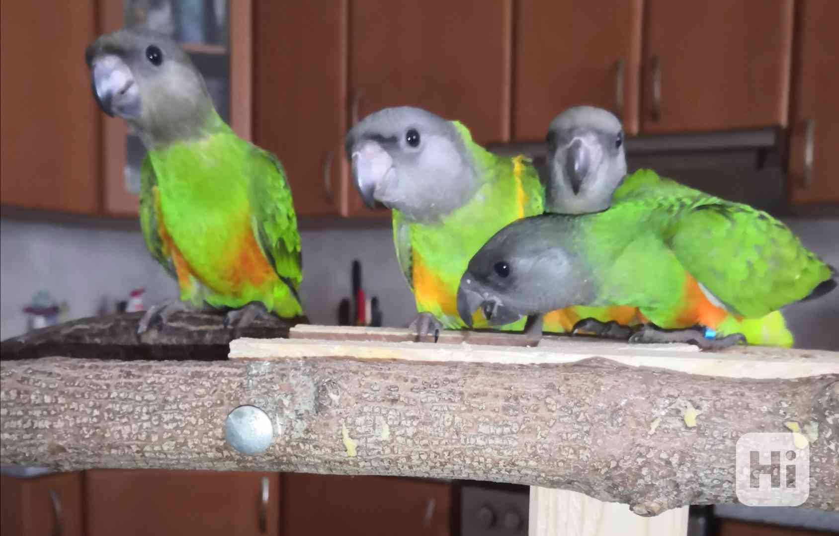 Ochočený papoušek senegalský  - foto 1