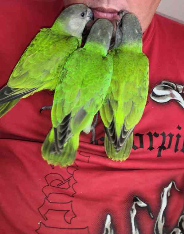 Ochočený papoušek senegalský  - foto 4