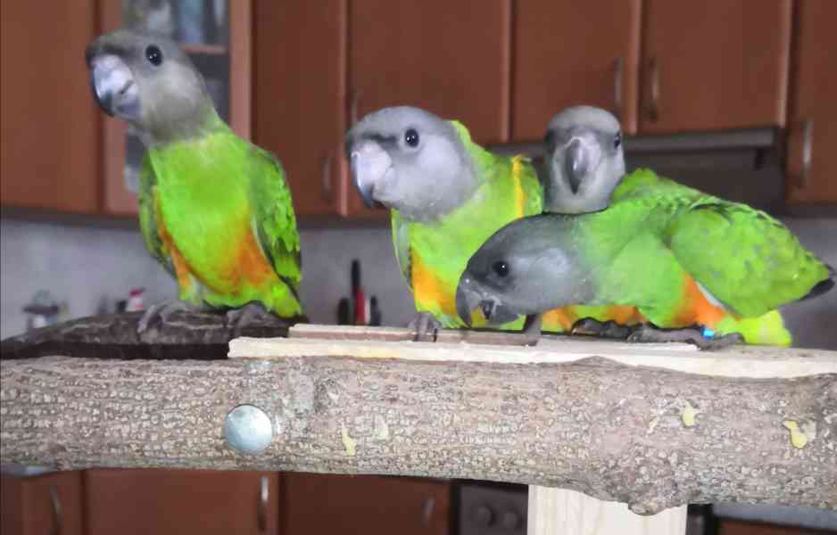 Ochočený papoušek senegalský  - foto 1