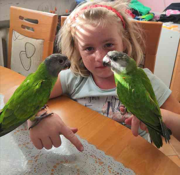 Ochočený papoušek senegalský  - foto 3